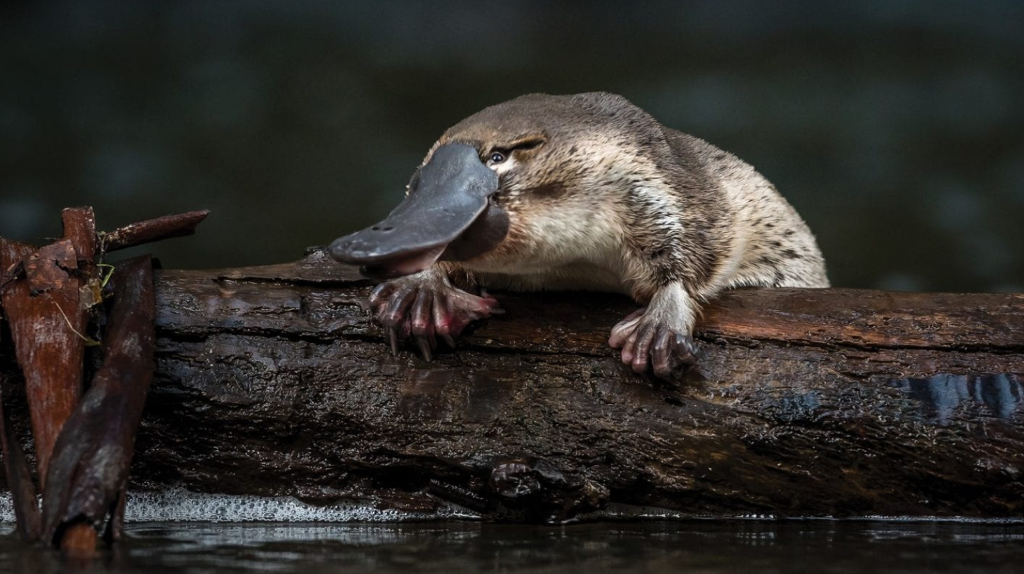 GSLN joins the NSW Platypus and Turtle Alliance