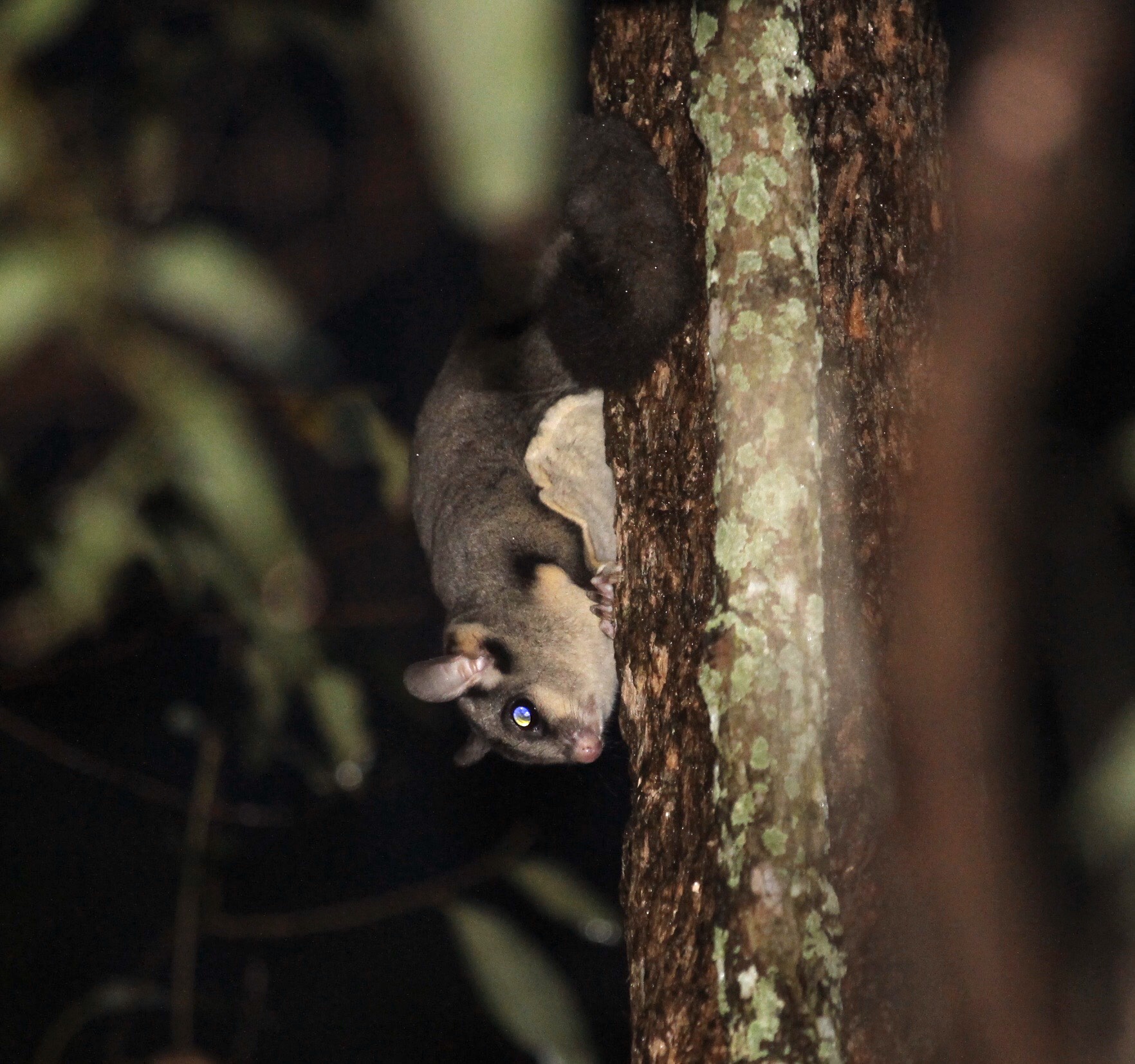 Sugar Gliders out and about, and loving old growth trees