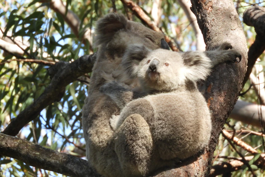 Wild Koala Day Celebrations – tree planting and a new colony discovered