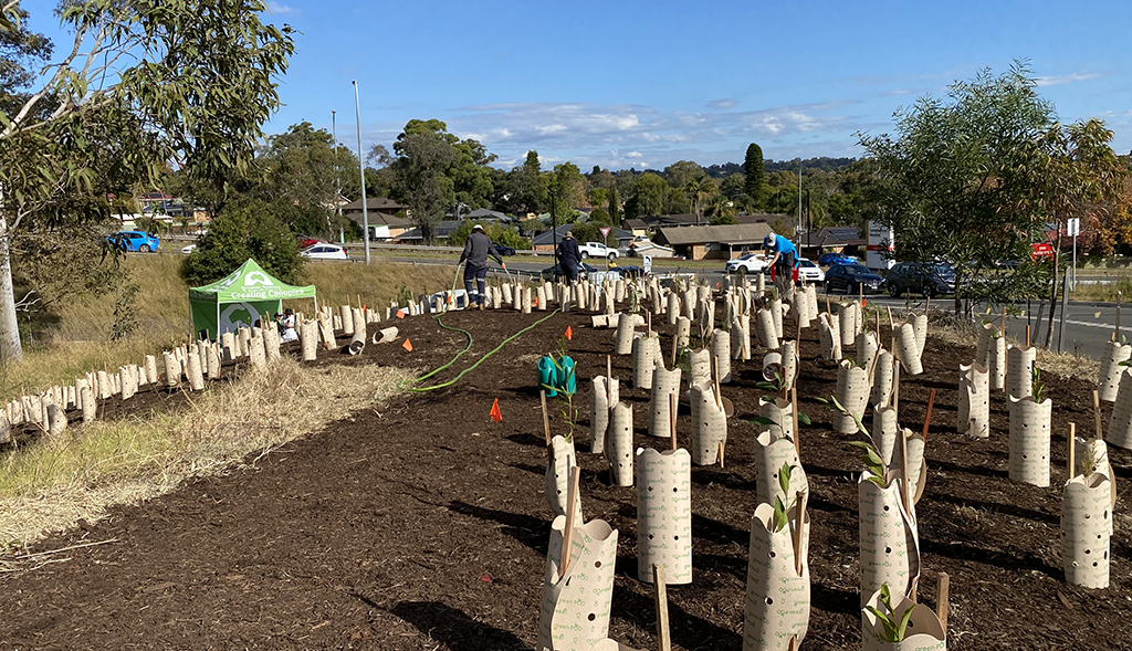 Creating an Urban Forest at Campbelltown Hospital