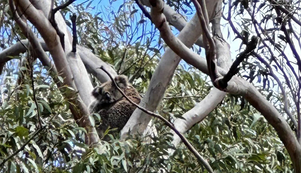 Help Southwest Sydney’s Koalas