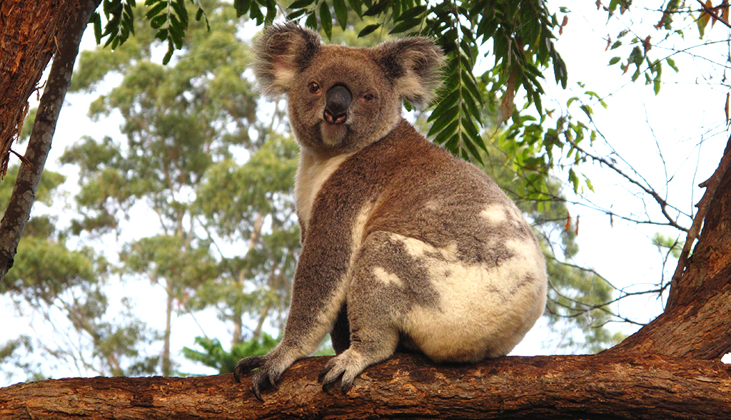 Koala Habitat Restoration in 2023